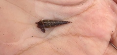 Terebrinae