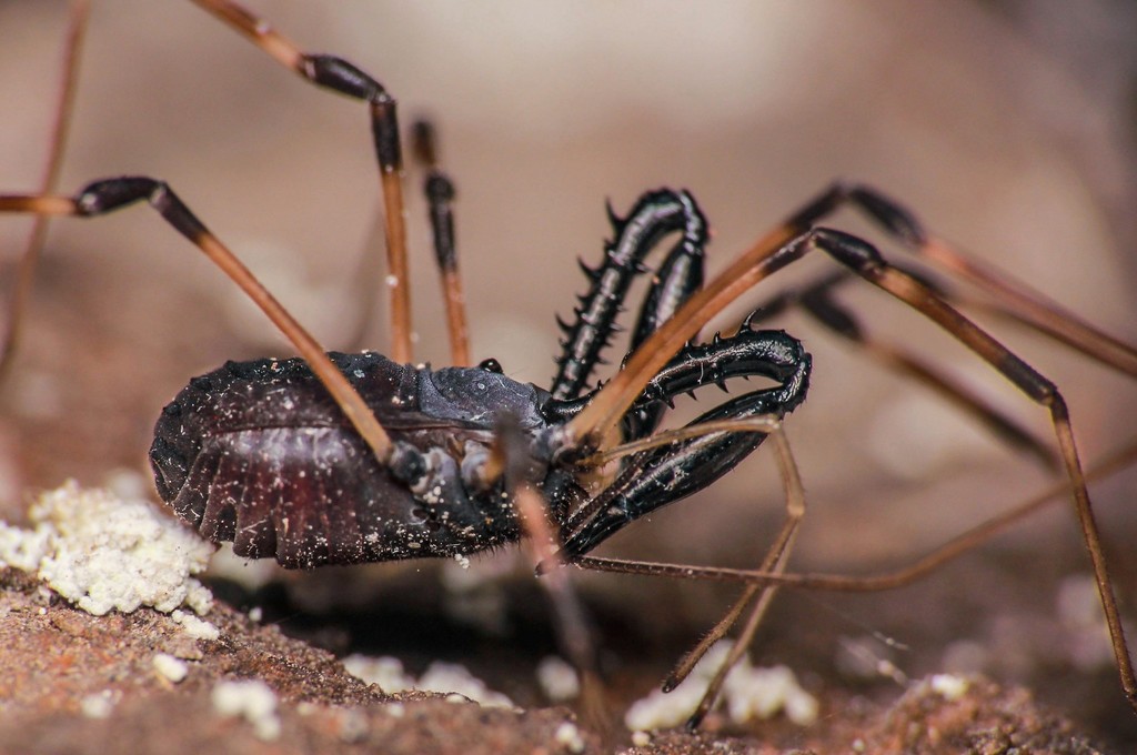 Ischyropsalididae