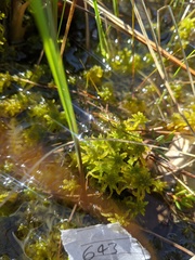 Sphagnum subsecundum