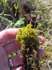 Sphagnum subsecundum