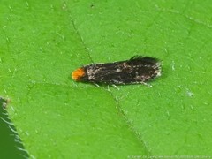 Isocorypha mediostriatella