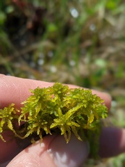 Sphagnum subsecundum