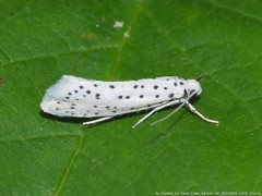 Yponomeuta multipunctella