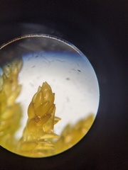 Sphagnum subsecundum