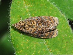 Olethreutes astrologana