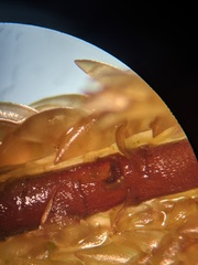 Sphagnum subsecundum