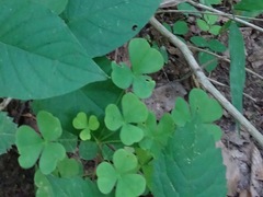 Oxalis grandis