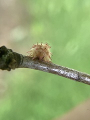 Dryocosmus floridensis