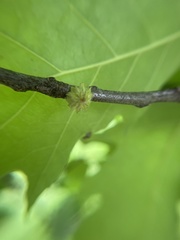 Dryocosmus floridensis
