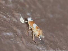 Phyllonorycter fitchella