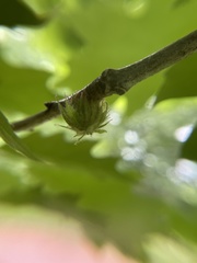Dryocosmus floridensis