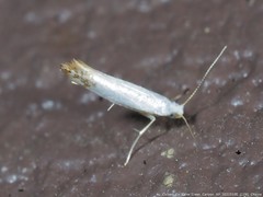 Argyresthia apicimaculella