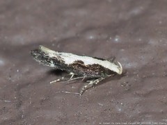 Agnippe prunifoliella