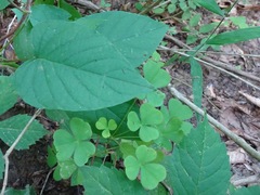 Oxalis grandis