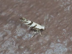 Argyresthia austerella