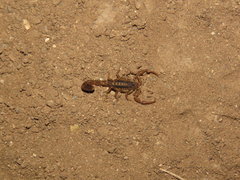 Centruroides hoffmanni