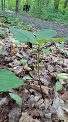 Trillium erectum
