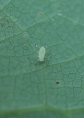 Illinoia liriodendri