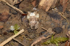 Endothenia marginana