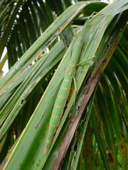 Graeffea crouanii