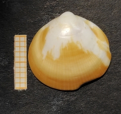 Glycymeris glycymeris