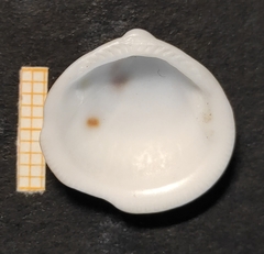 Glycymeris glycymeris