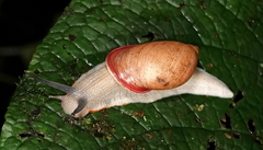 Image of Plekocheilus calliostomus