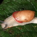 Plekocheilus calliostomus - Photo (c) desertnaturalist, μερικά δικαιώματα διατηρούνται (CC BY), uploaded by desertnaturalist