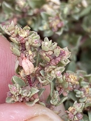 Atriplex pacifica