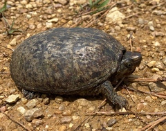 Kinosterninae