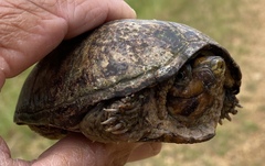 Kinosterninae