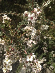 Escallonia virgata