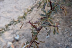 Senegalia gilliesii