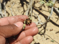 Sphaeralcea coulteri