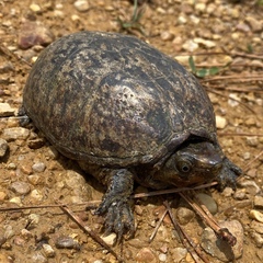 Kinosterninae