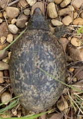 Kinosterninae