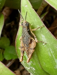 Eujivarus meridionalis