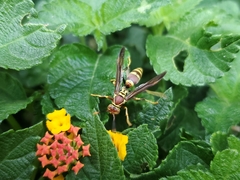 Polistes exclamans