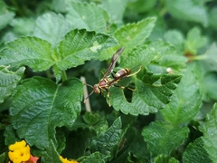 Polistes exclamans