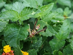 Polistes exclamans