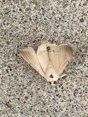 Litoprosopus coachella