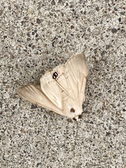 Litoprosopus coachella