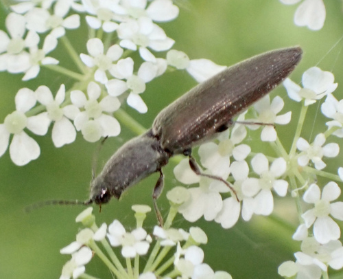 common brown click beetle, Rosepdreef, Oisterwijk, Noord-Brabant, NL, photo 10 of 10