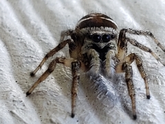Salticus scenicus
