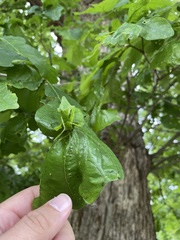 Andricus foliaformis