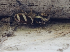 Salticus scenicus