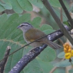 Arremonops conirostris