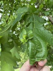 Andricus foliaformis