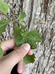 Andricus foliaformis