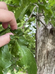 Andricus foliaformis